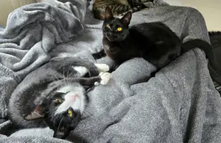 Mocha and Latte