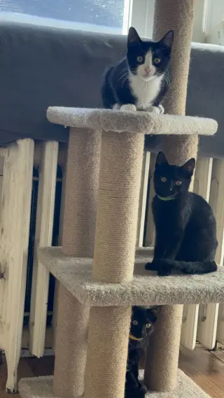 Mocha and Latte