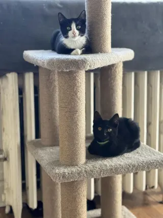 Mocha and Latte