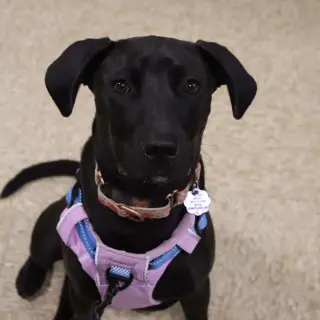 Maci