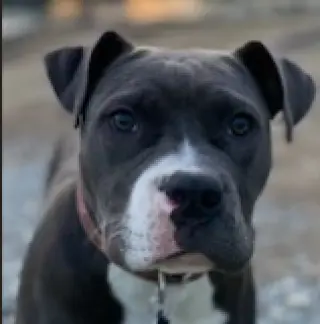 Ellie GDP