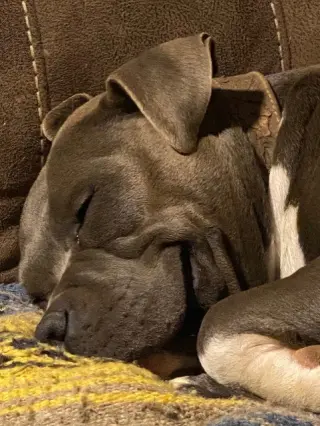 Ellie GDP