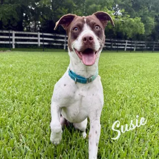 Susie #lovebug-extraordinaire