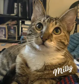 Milly #sister-of-Rye