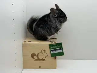 Churro