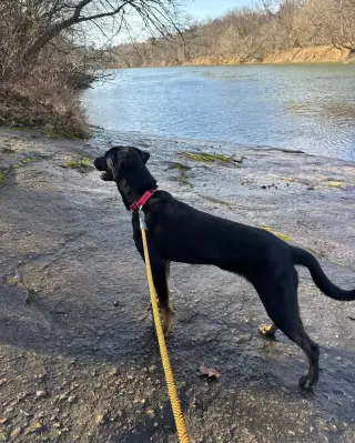 Boone