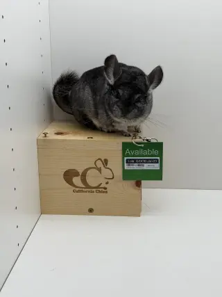 Lola