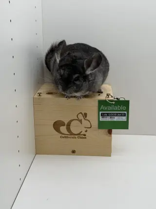 Lola