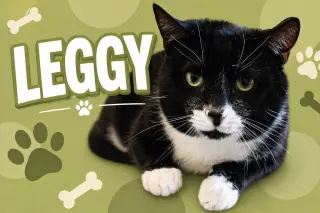 Leggy (FCID# 01/07/2026 - 14 Glen Mills foster) C