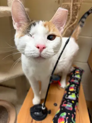 Twinkle (Bonded with Sparkle)