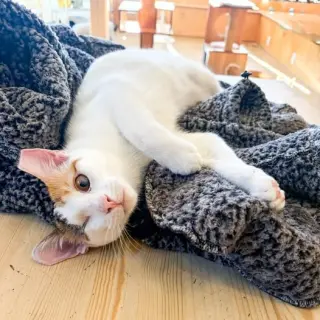 Twinkle (Bonded with Sparkle)