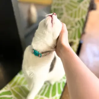 Sparkle (Bonded with Twinkle)