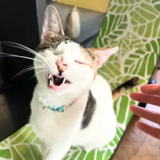 Sparkle (Bonded with Twinkle)