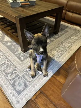 Rylee