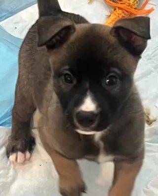 Rylee