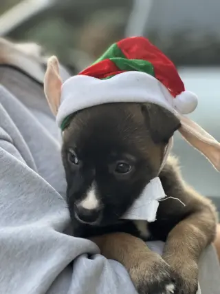 Rylee