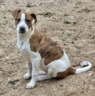 Lyra