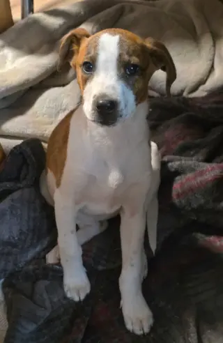 Lyra