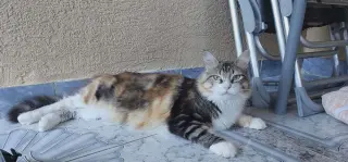 Penny