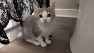 Penny
