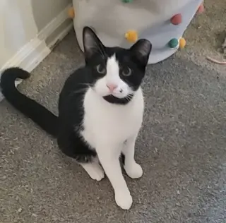 Goth Boy