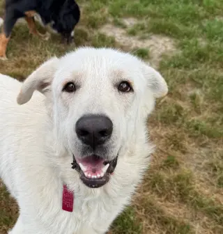 Olaf