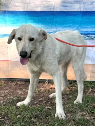 Olaf