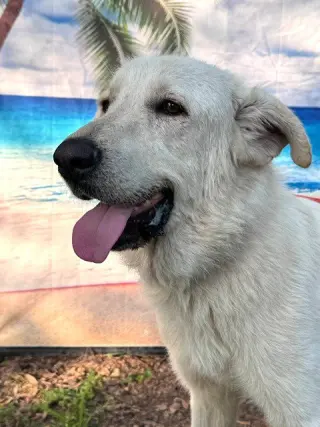 Olaf