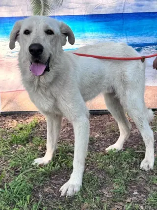 Olaf