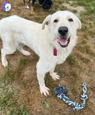 Olaf