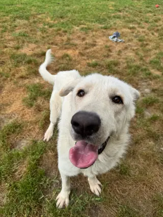 Olaf