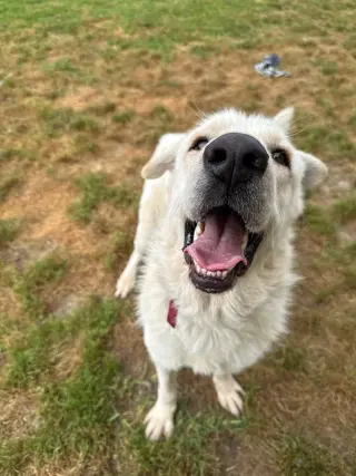 Olaf