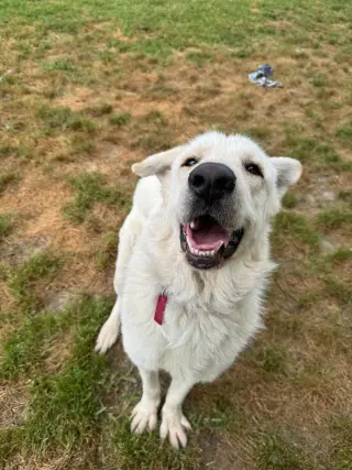 Olaf