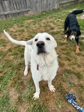 Olaf