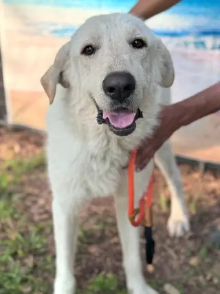 Olaf