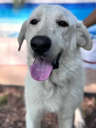 Olaf