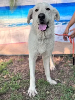 Olaf