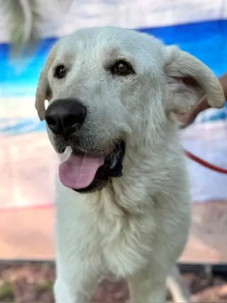 Olaf