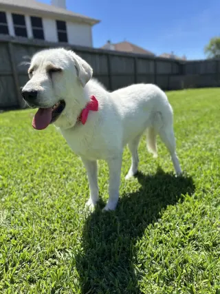 Elsa