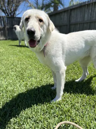Elsa