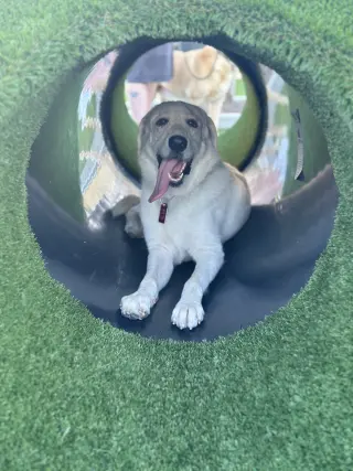 Elsa