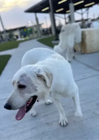 Elsa