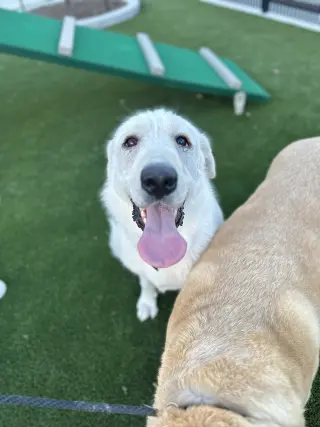 Elsa