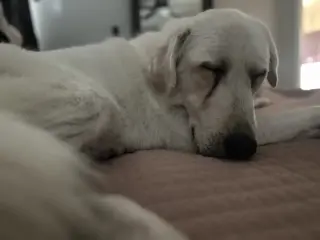 Elsa
