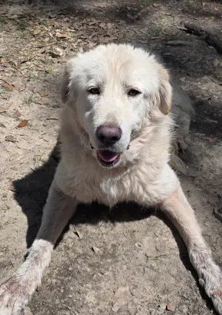 Marshmallow