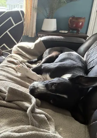 Horace (Bessie Litter)