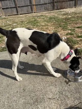 Horace (Bessie Litter)