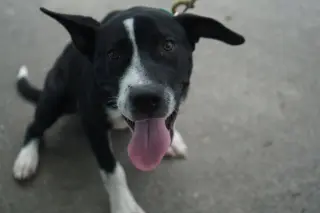Horace (Bessie Litter)