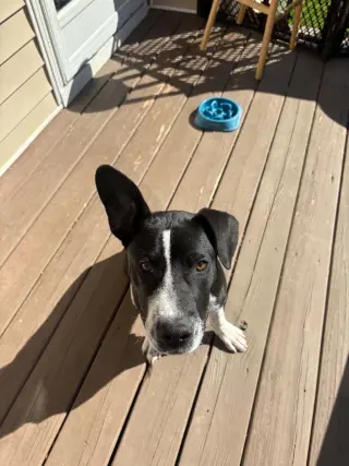 Horace (Bessie Litter)