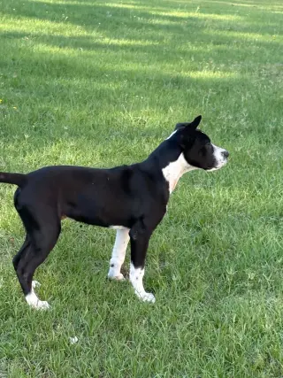 Horace (Bessie Litter)